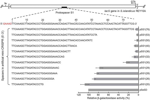 Figure 1. Effect of spacer length on RNA interference efficiency by Cmr-α in S. islandicus in vivo.Schematic of the sequence region used for constructing the artificial mini-CRISPRs with varying length of spacers. They were located on the antisense strand from 690 relative to the start codon (ATG) of the lacS gene. Followed by a pentanucleotides (5ʹ-GAAAG-3ʹ), and Ter, terminator of the lacS gene. Relative β-glycosidase activity assay of ΔβE233 harbouring pSeSD or pSS1(N) plasmids is shown. pSS1(N) plasmids expressed an artificial mini-CRISPR with varying individual lengths of the spacers from 20 to 76 nucleotides. The right panel represents β-glycosidase activity of pSeSD (100%) and pSS1(N) plasmids relative to the former. Three independent transformants were analyzed for each construct with bars indicating standard deviations.