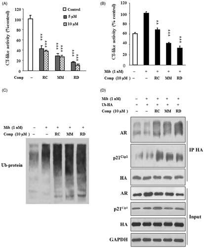 Figure 4. RC, MM, and RD repress proteasome activity. (A) The compounds were used to directly act on purified 20S proteasome, and proteasome activities were detected. Columns, mean (n = 3); bars, SD; ***p < 0.001 compared with the control group (DMSO treatment). (B) LNCaP cells were treated with the compounds for 24 h, and cell lysates were performed to detect proteasome activities. Columns, mean (n = 3); bars, SD; **p < 0.005 and ***p < 0.001 compared with the control group. (C) Western blotting analysis of ubiquitinated protein in LNCaP cells after treated with RC, MM, or RD. (D) Polyubiquitinated-AR and polyubiquitinated-p21Cip1 were detected by coimmunoprecipitation using anti-HA after transfection of a HA-ubiquitin expression plasmid in LNCaP cells.