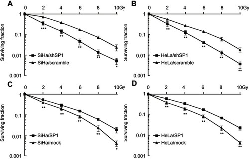 Figure 2 Sp1 is related to the radioresistance of cervical cancer cells. Downregulation of Sp1 caused a significant decrease of surviving fraction in SiHa (A) and HeLa (B) cells compared to the control-scramble-infected cells. Upregulation of Sp1 caused a significant increase of surviving fraction in SiHa (C) and HeLa (D) cells compared to control-mock-infected cells. *P<0.05; **P<0.01; ***P<0.001.