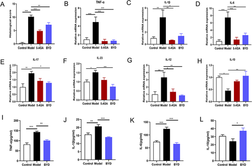 Figure 7 BYD inhibits the intestinal inflammation of colitis rat. (A) The histological score (n = 6–8). (B–H) Relative mRNA expression of TNF-α, IL-1β, IL-6, IL-17, IL-23, IL-12 and IL-10 in the colon tissue of rats (n = 6–8). (I–L) Relative protein expression of TNF-α, IL-1β, IL-6 and IL-10 in the serum of rats (n = 6–10). Data are expressed as Mean ± SEM. * P < 0.05, ** P < 0.01, *** P < 0.001; one-way ANOVA with Tukey’s post hoc analysis.