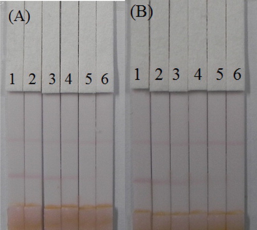 Figure 10. Determination of AC and TC with immunochromatographic strip test spiked in apple. (A) Acetamiprid (1 = 0 ng/mL, 2 = 0.5 ng/mL, 3 = 1 ng/mL, 4 = 2.5 ng/mL, 5 = 5 ng/mL, and 6 = 10 ng/mL). (B) Thiaclorid (1 = 0 ng/mL, 2 = 0.25 ng/mL, 3 = 0.5 ng/mL, 4 = 1 ng/mL, 5 = 2.5 ng/mL, and 6 = 5 ng/mL).