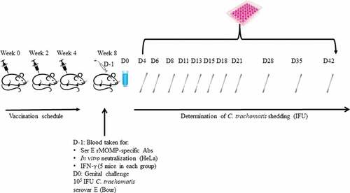 Figure 1. Schematic representation of study design