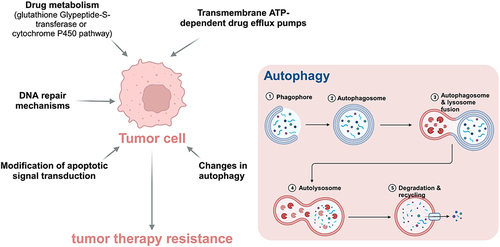Figure 1 The mechanisms of multi-drug resistance in tumor especially the autophagy mechanism.