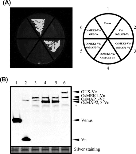 Fig. 3. Detection of specific interaction by BiFC in E. coli strain Rosetta-gami B.Note: (A) Detection of fluorescence derived from BiFC of a culture plate. The cells contained the following vectors: 1, pETTp-Venus; 2, pETTp-Vn and pCDF-OsMAP1-Vc; 3, pETTp-OsMEK1-Vn and pCDF-OsMAP1-Vc; 4, pETTp-OsMEK1-Vn and pCDF-OsMAP2-Vc; 5, pETTp-OsMEK1-Vn and pCDF-OsMAP3-Vc; and 6, pETTp-OsMEK1-Vn and pCDF-GUS-Vc. Transformed E. coli Rosetta-gami B were cultured on nylon membranes left LB plates for 16 h at 37 °C, and then cultured on LB plates with 12.5 mm IPTG for 6 h at 25 °C. BiFC fluorescence was detected by means of an FLA3000 at an emission wavelength of 530 nm. (B) Immunoblot analysis of accumulated proteins in transformed cells by means of the anti-GFP antibody. The cells contained the following vectors: 1, pETTp-Venus; 2, pETTp-Vn and pCDF-OsMAP1-Vc; 3, pETTp-OsMEK1-Vn and pCDF-OsMAP1-Vc; 4, pETTp-OsMEK1-Vn and pCDF-OsMAP2-Vc; 5, pETTp-OsMEK1-Vn and pCDF-OsMAP3-Vc; and 6, pETTp-OsMEK1-Vn and pCDF-GUS-Vc. The same amount of each of the fractions was separated by SDS-PAGE, and proteins were detected by silver staining (below). Non-specific bands are indicated by asterisks.