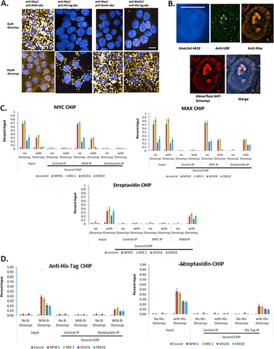 FIG 6 Interaction of differently labeled Omomyc, Myc, and Max both in the cell and at E boxes in promoters. (A) HCT116 cells were plated and then treated with a 10 μM mixture of biotinylated (5 μM) and 6×His-tagged (5 μM) Omomyc for 24 h. Cells were fixed in 3.9% formaldehyde, permeabilized, and then stained with antibodies to Myc, Max, biotin, or penta-His. The cells were then processed according to the instructions of the Sigma Duo-link kit. Cells were imaged on a Perkin-Elmer Opera Phenix high-content imager using a 40× water objective. Bar, 10 mm. (B) Omomyc colocalizes with Max in the nucleus and nucleolus. HCT116 cells were treated with 10 mM Alexa Fluor 647-Omomyc for 24 h, fixed, permeabilized, and stained with anti-UBF and Max antibodies as well as Hoechst 3342. Cells were imaged with a Nikon SIM-E microscope using a 100× objective. Bar, 10 mm. (C) ReCHIP assay for binding of Max and biotinylated Omomyc. HCT116 cells were treated with 2.5 μM Omomyc plus ProteoJuice for 24 h and then processed for chromatin immunoprecipitation by fixing the cells, isolating the nuclei, and shearing the chromatin. The initial chromatin immunoprecipitation was performed with antibodies to Myc and Max, control IgG, and streptavidin. The chromatin was eluted and then reimmunoprecipitated (ReCHIP) with the indicated antibodies. After the second chromatin immunoprecipitation, the eluted chromatin was treated with proteinase K, purified, and then subjected to Q-PCR with NPM1, RRS1, VEGFA-1, FBX32, and a control region that does not contain an E box. (D) ReCHIP assay demonstrating the interaction of Omomyc monomers on DNA. ReCHIP assays were performed as described above for panel B, using anti-6×His tag antibody and streptavidin for immunoprecipitation.