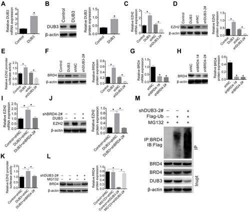 Figure 4 DUB3 promoted EZH2 expression via suppression BRD4 degradation. (A and B) First of all, the overexpressed efficiency of pcDNA3.1-DUB3 was determined by qRT-PCR (A) and Western blot (B). (C and D) Treatment HSC-2 cells with pcDNA3.1 (Control), pcDNA3.1-DUB3 (DUB3), shNC, or shDUB3, and then qRT-PCR (C) and Western blot (D) were used to detect EZH2 production. (E) Luciferase reporter assay was executed to ensure the EZH2 gene promoter activity. (F) Subsequently, the effects of DUB3 upregulation or downregulation on BRD4 expression were detected by Western blot. (G–J) Knockout efficiency of shBRD4 was ensured by qRT-PCR (G) and Western blot (H). Production of EZH2 in HSC-2 cells treated with pcDNA3.1-DUB3 (with or without shBRD4-2#) was ensured by qRT-PCR (I) and Western blot (J). The pcDNA3.1-DUB3 + shBRD4 group was contrasted with the group of pcDNA3.1-DUB3 + shNC. (K) The promoter activity of EZH2 was tested using a luciferase reporter assay. At last, to verify the effects of DUB3 on BRD4 degradation, treatment HSC-2 cells with MG132 and/or shDUB3-2#. (L) The level of BRD4 was measured by Western blot. (M) BRD4 ubiquitination was detected using co-immunoprecipitation. *p < 0.05.