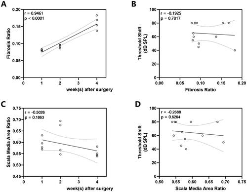 Figure 7. Correlations Between ABR Threshold shifts and Histological Measures. (A) Fibrosis ratio over time (r = 0.9461, p < 0.0001). (B) The relationship between fibrosis ratio and click ABR threshold shifts (r = −0.1925, p = 0.7871). (C) Scala media area ratio over time (r = −0.5026, p = 0.1863). (D) The relationship between scala media area ratio and click ABR threshold shifts (r = −0.2688, p = 0.6264). The line indicates the linear correlation coefficient.
