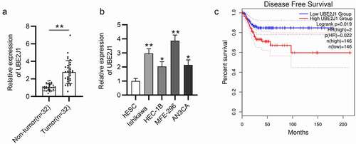 Figure 1. UBE2JI is highly expressed in EC tissues and cells and predicts poor prognosis. (a) RT-qPCR analysis was performed to examine UBE2J1 expression in EC tumor tissues (n = 32) and adjacent non-tumor endometrial tissues (n = 32). (b) UBE2J1 expression was detected in normal endometrial cells (hESC) and in EC cells (Ishikawa, HEC-1B, RL95-2 and AN3CA) by RT-qPCR. (c) The correlation between UBE2J1 level and disease-free survival time of EC patients. *P < .05, **P < .01.