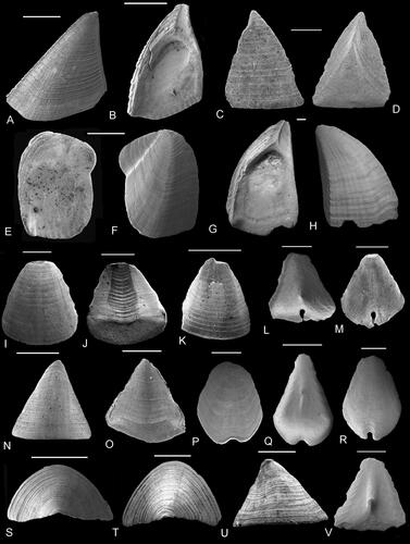 Figure 27. A–V, Parabrachylepas ifoensis (Withers, Citation1935). A, B, G, H, scuta, in A, H, external and B, G, internal views, originals of Gale in Gale and Sørensen (Citation2014, fig. 18A–D: NHMUK IC 881, 883). C, D, upper latus, in C, external and D, internal views, originals of Gale in Gale and Sørensen (Citation2014, fig. 18N, O: NHMUK IC 890). E, F, tergum, in E, internal and F, external views, originals of Gale in Gale and Sørensen (Citation2014, fig. 18F, G: NHMUK IC 855). I, J, K, marginal plates in I, K, external and J, internal views, originals of Gale in Gale and Sørensen (Citation2014, fig. 18I, J, K: NHMUK IC 887, 889). N, O, S, U, rostra, in N, dorsal, O, internal, U, lateral and S, apical views, originals of Gale in Gale and Sørensen (Citation2014, fig. 19B, C, E, G: NHMUK IC 893, 894, 895, 896). T, carina in apical view, originals of Gale in Gale and Sørensen (Citation2014, fig. 19A: NHMUK IC 892). L, M, P–R, V, Imbricating plates in M, P, R, external and L, Q, V, internal views, originals of Gale in Gale and Sørensen (Citation2014, fig. 19N–R: NHMUK IC 902–906). All from upper lower Campanian, Ivö Klack, Skåne, Sweden. Scale bars equal 1 mm (A–H, I–K, N, O, S–U) and 0.5 mm (L, M, P–R, V).