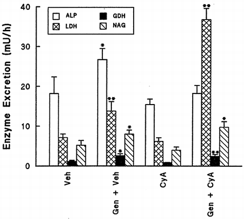 Figure 1. The effect of a single dose of gentamicin (50 mg/kg) on enzymuria in vehicle and CyA (30 mg/kg/day) treated rats. Urine was collected 16 h overnight following the administration of the drugs. Results are mean ± SEM for groups of 6 rats. All values were compared to vehicle treatment by student's t-test for unpaired samples, *P < 0.05, **P < 0.01.