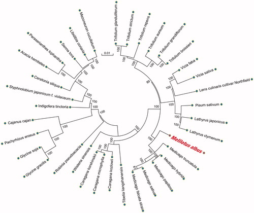 Figure 1. Phylogenetic relationships of M. albus and other 35 species were constructed based on plant complete chloroplast genomes using the neighbor-joining (NJ) and maximum likelihood (ML) with 5000 bootstrap replicates analysis. The tree was drawn without setting outgroups. Numbers in each of the node indicated the bootstrap support values.