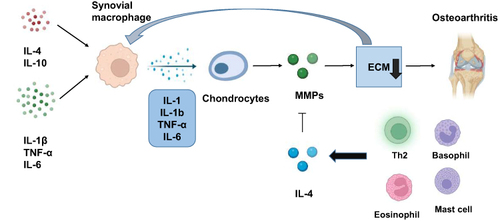 Figure 4 Effect of synovial macrophages on the pathogenesis of OA. Synovial macrophages can be activated by proinflammatory factors and immunoregulatory factors. Activated synovial macrophages can produce cytokines such as IL-1β, TNF-α, and IL-1, which promote chondrocytes to produce excessive matrix metalloproteinases (MMPs), leading to the degradation of ECM and the progression of OA. IL-4 is secreted by Th2 and MCs and can effectively inhibit the secretion of MMP to protect cartilage and prevent the progression of OA.