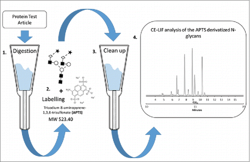 Figure 1. Schematic representation of the overall strategy for N-glycan analysis of the Protein Test Article using CE-LIF. 1) Peptide N-glycosidase F-mediated release of N-linked carbohydrates was followed by 2) a rapid reductive amination-based labeling reaction with APTS. 3) In the next step, salts and unbound dye molecules are removed from the sample and the APTS derivatized glycans are eluted by HPLC-grade water. 4) Finally, the samples are analyzed by CE-LIF.