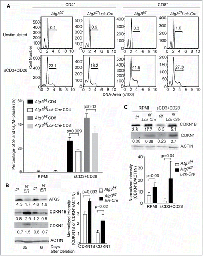 Figure 4. Autophagy-deficient T cells fail to enter into S-phase after TCR stimulation. (A) Splenocytes from Atg3f/f and Atg3f/fLck-Cre mice were stimulated with soluble anti-CD3 plus anti-CD28 antibodies overnight. Cell cycle was analyzed by flow cytometry. The statistical analysis in the lower panel was derived from 3 pairs of Atg3f/f and Atg3f/fLck-Cre mice (mean±SD). The experiment was repeated twice. (B) CDKN1B is accumulated in autophagy-deficient T cells. Atg3f/fOT-I and Atg3f/fER-Cre OT-I mice were inducibly deleted the Atg3 through tamoxifen injection. At d 6 or d 35 after the first injection, the CD8+ T cells were purified and cell lysates were prepared. The expression level of CDKN1B and CDKN1 were analyzed by western blot. The numbers are the ratios of the intensity of target molecule to the loading control ACTB/actin. The normalized intensities from 3 pairs of Atg3f/f OT-I and Atg3f/fER-Cre OT-I mice are shown in the right panel (mean±SD). (C) Impaired degradation of CDKN1B in autophagy-deficient T cells after TCR-mediated activation. Splenocytes were stimulated with anti-CD3 plus anti-CD28 antibodies or without any stimulation overnight. Total T cells were purified and cell lysates were prepared. The expression levels of CDKN1B and CDKN1 were analyzed by western blot. The normalized intensities from 3 pairs of Atg7f/f and Atg7f/f Lck-Cre mice are shown in the lower panel (mean±SD).
