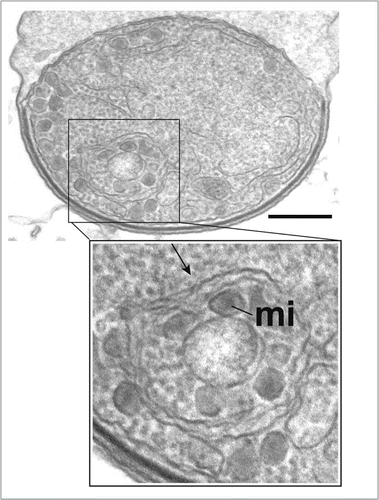 Figure 11 Presence of an autophagosomal structure in converting Plasmodium sporozoites. Electron microscopy of P. berghei sporozoites maintained in axenic condition for 3 h. The cytoplasm contains a double-membrane structure (arrow) sequestering micronemes (mi). Scale bar = 300 nm.