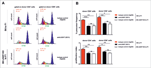 Figure 4. The proliferation index and frequency of donor CD4+ and CD8+ alloreactive T cells is altered after LIGHT blockade or in LIGHT-deficient T cells. (A-B) 70×106 of CFSE (carboxyfluorescein diacetate succinmidyl ester)-labeled B6 WT or CFSE-labeled B6 LIGHT-deficient splenocytes were adoptively transferred into non-irradiated F1 recipients and treated with 1 mg of isotype-control (mouse IgG2b) or mouse anti-mouse LIGHT (3D11) mAb at day 0. Three days later, the Proliferative Index (PI) and percentage of Precursor Frequency (PF) of donor alloreactive CD4+ and CD8+ T cells were determined using the ModFit LT software. Black line profile deconvoluted into cells that had divided once (green), twice (light violet), 3x (light blue), 4x (yellow), 5x (red), 6x (dark violet) and 7x or more (light green). X-axis represents CFSE fluorescence on a log scale and Y axis indicates cell counts (number of events). Data are representative of 2 independent experiments with 3 mice per group. Bars indicate mean ± SEM, and unpaired t test was used to compare differences between groups. Statistical significance was indicated as follows: *p < 0.05, **p < 0.005, ***p < 0.0005, and ns, non-significant.