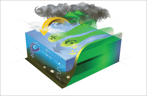 Figure 1. A conceptual model for the productivity feedback as envisioned for the latest Permian. In the sketched scenario CO2-outgassing associated with emplacement of the Siberian Trap basalt is held responsible for climate warming and consequential increased continental weathering by an amplified hydrological cycle but also massive destruction of vegetation. Increased river discharge (here depicted as a braided river system) supplies the ocean with excess nutrients. Eutrophication of the ocean starts a vigorous carbon loop driven by microbial respiration within the water column where, among other metabolic pathways, microbial-sulfate reduction plays a pivotal role. Artwork by Mark Schobben.