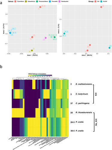 Figure 3. Evaluation of the functional genomic potentials among gut microbiota isolates.