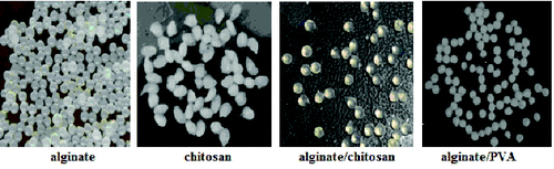 Figure 2. Photos of the hydrophilic polymer beads.
