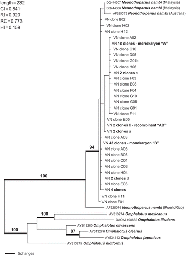 Figure 8. Parsimony analysis of Neonothopanus and clone sequences. Outgroup comprised of six Omphalotus taxa. Numbers above branches are bootstrap values >70%. The alignment comprised 42 taxa, length = 761 bp. A total of 169 characters were included in the analysis, including 110 parsimony informative.