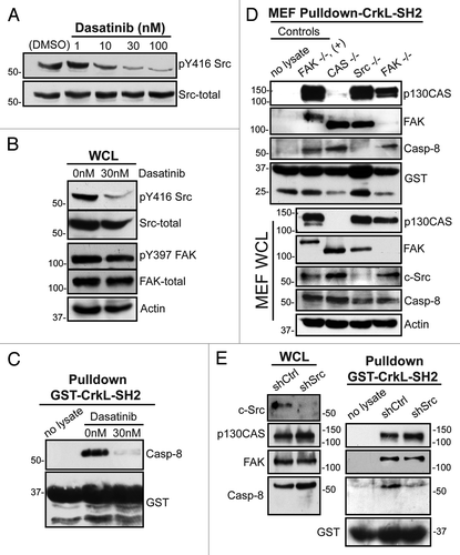 Figure 3. Role of Src kinase in the caspase-8-CrkL interaction. (A) Serum-starved NB7C8 cells were treated with increasing concentrations of dasatinib and allowed to attach to a fibronectin substrate for 30 min. (B) Lysates of adherent NB7C8 cells were prepared as in (A) with or without 30 nM dasatinib treatment and assessed for changes in activity and expression of Src and FAK. (C) Lysates of adherent NB7C8 cells were prepared as in (A) with or without 30 nM dasatinib treatment and probed with recombinant CrkL SH2 domain to assess conditional ability to bind caspase-8. (D) Murine embryonic fibroblasts (MEF) with indicated genetic deletions were allowed to attach to a fibronectin substrate and whole cell lysate (WCL) probed for indicated proteins, or with recombinant CrkL SH2 domain, which was then assessed for ability to interact with indicated proteins. +, FAK-GFP reconstitution. (E) NB7C8 cells expressing c-Src shRNA or control shRNA were allowed to spread on fibronectin-coated coverslips, and lysates probed with recombinant CrkL SH2 domain to assess interaction with indicated proteins.