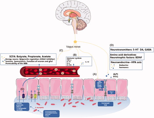 Figure 1. The primary mechanism of action of Akkermansia muciniphila in the gut-brain axis. Besides the peripheral circulation system, the vagus nerve is an important structure involved in the bidirectional communication between the gut and the brain, as it is distributed in the major parts of the intestines, with 80% as afferent nerves and 20% as efferent nerves (Goswami et al. Citation2018). Mechanism of action in the (A): mucous membrane and (B): immune system. (C) and (D) show the relationship between A. muciniphila metabolites and brain functions: (C) mechanism of action of SCFAs: SCFAs produced by A. muciniphila and their transport pathway. a. Passive diffusion; b. MCT1pathway: through the MCT receptor coupled with H+ ions, one molecule of SCFA can be transported simultaneously by the delivery of one H+ ion into intestinal cells at a time; c. SMCT1 pathway: through the SMCT receptor coupled with Na+, two molecules of Na+ and one molecule of SCFA can be transported into intestinal cells simultaneously; d. Exchange with HCO3– through an unknown exchanger, followed by partial oxidation to carbon dioxide for additional cellular energy generation in the form of ATP. (D) Mechanism of action of amino acid derivatives. SCFA, short-chain fatty acid; HCO3–, bicarbonate; MCT1, monocarboxylate transporter 1; SMCT1, sodium-dependent monocarboxylate transporter 1; TER, transepithelial resistance; HPA, hypothalamic-pituitary-adrenal axis; HDAC, histone deacetylase; BBB, blood-brain barrier; BDNF, brain-derived neurotrophic factor; 5-HT, 5-hydroxytryptamine, GABA, gamma-aminobutyric acid.
