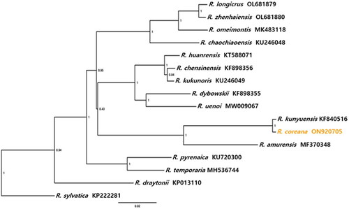 Figure 3. Phylogenetic tree relationship. The phylogenetic tree of 16 species in Rana based on mitochondrial genome, including R. longicrus (Chen et al. Citation2022), R. zhenhalensis (Chen et al. Citation2022), R. omeimontis (Jiang et al. Citation2020), R. chaochiaoensis, R. huanrensis (Dong et al. Citation2016), R. chensinensis (Li, Lei, et al. Citation2016), R. kukunoris (Wang et al. Citation2020), R. dybowskii (Li, Lei, et al. Citation2016), R. uenoi (Suk et al. Citation2021), R. kunyuensis (Li, Yin, et al. Citation2016), R. amurensis (Liu et al. Citation2017), R. pyrenaica (Peso-Fernãndez et al. Citation2016), R. temporaria (Chen Citation2018), R. draytonii (Li, Lei, et al. Citation2016), and R. sylvatica (Ni et al. Citation2016). R. coreana (orange) is available under NCBI GenBank accession number ON920705. The GenBank accession numbers for the sequences are indicated next to the species names. Bootstrap values right to the nodes.