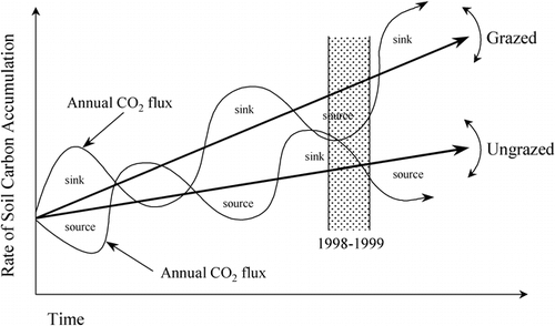 FIGURE 8. Conceptual model depicting the interannual variation in net C exchange as it relates to the long-term carbon-sequestration characteristics of grazed and ungrazed alpine grasslands in southeast Wyoming. While both grazed and ungrazed areas have periods of carbon gain and carbon loss, on average the grazed area accumulates more soil C than the ungrazed area, as indicated by the long-term trajectory