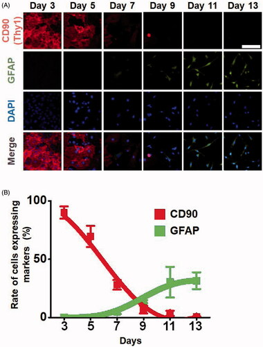 Figure 4. Expression levels of fibroblast and astrocyte markers in a time-dependent manner during the direct conversion process. Cells that were injected with 2500 DNA molecules were converted into astrocytes in a culture condition for neural cells. (A) Expression levels of the marker proteins, the fibroblast marker CD90 and astrocyte marker GFAP were analyzed by immunofluorescence assays. (B) Rate of cells expressing markers. Cells expressing the fibroblast marker CD90 and astrocyte marker GFAP were counted.