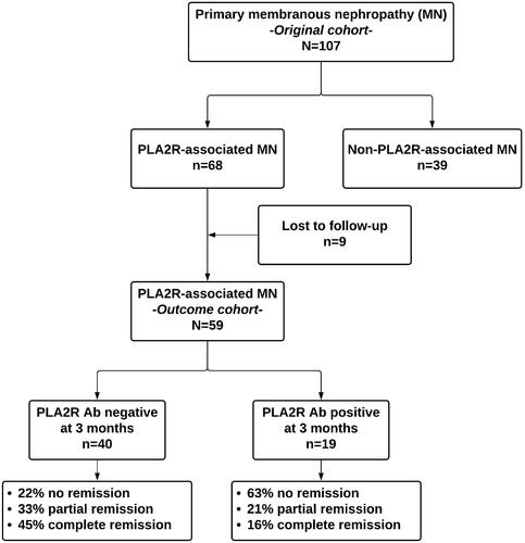 Figure 1. Study diagram. Ab: antibodies; PLA2R: phospholipase A2 receptor; MN: membranous nephropathy.