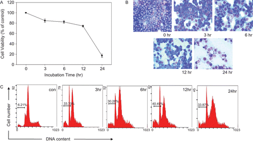 Figure 2.  Cytoxic effects of gardenia dichloromethane fraction on KB cells. Cells viability, (A) histomorphologic evaluation, (B) and flow cytometric analysis (C) in KB cells treated with gardenia dichloromethane fraction. Cells were treated with 0.1 mg/ml dichloromethane extract for the indicated times and analyzed. All magnifications are × 200.