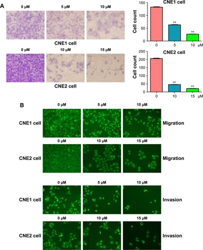 Figure 4 Curcumin inhibited cell invasion in NPC cells.