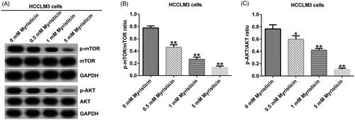 Figure 9. Myristicin suppresses the PI3K/Akt/mTOR signalling pathway in HCCLM3 cells. (A) Western blot analysis of p-mTOR and p-AKT expression in HCCLM3 cells. (B) The ratio of p-mTOR/mTOR in HCCLM3 cells. (C) The ratio of p-AKT/AKT in HCCLM3 cells. *,**p < 0.05, 0.01 vs. 0 mM myristicin treatment group.