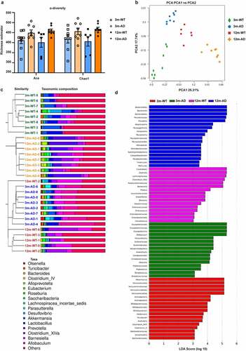 Figure 3. Alterations of gut microbiome in old APP/PS1 mice. (a) Ace richness estimator and Chao1 richness estimator, (b) PCA, (c) ClusterTree on genus with unweighted UniFrac dissimilarities, and (d) LefSe analysis of the 16S rRNA gene-sequencing dataset of feces from 3-month-old WT mice (3 m-WT, n = 8), 3-month-old APP/PS1 mice (3 m-AD, n = 8), 12-month-old WT mice (12 m-WT, n = 6), and 12-month-old APP/PS1 mice (12 m-AD, n = 8).