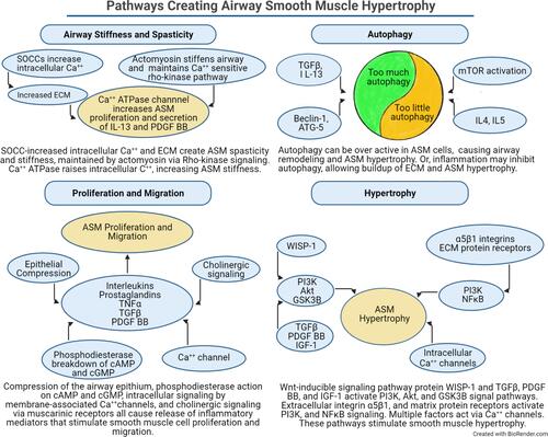 Figure 4 The pathways and factors that create airway stiffness, ASM proliferation, migration, and hypertrophy, and dysregulated autophagy are summarized. Each panel illustrates how different signaling elements and pathways combine to stimulate remodeling of the airway. The autophagy panel illustrates the current dilemma over whether autophagy is increased or decreased in the development of ASM hypertrophy.
