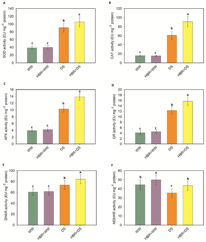 Figure 7. Exogenous application of HBR on SOD activity (A), CAT activity (B), APX activity (C), GR activity (D), DHAR activity (E), and MDHAR activity (F) in the leaf of soybean seedlings under drought stress. Data presented are mean (±SE) of three replicates, and bars with dissimilar letters are significantly different at the P ≤ 0.05 level.