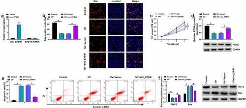 Figure 2. Enforced expression of circ_EPB41 attenuated the effects of UV irradiation on the proliferation and apoptosis of SRA01/04 cells. (a) The efficiency of circ_EPB41 overexpression was detected by qRT-PCR in SRA01/04 cells. (b and c) The effect of circ_EPB41 overexpression on UV irradiation-mediated cell proliferation was investigated by Edu and MTT assays in SRA01/04 cells. (d and f) The effects of UV irradiation and circ_EPB41 overexpression on the protein expression of PCNA, Bcl-2 and Bax were determined by western blot in SRA01/04 cells. (e) The effect of enforced expression of circ_EPB41 on UV irradiation-induced SRA01/04 cell apoptosis was confirmed by flow cytometry analysis. *P < 0.05