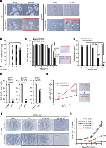 Figure 5. Long-term growth inhibition of CAFs in response to FAP-IR700-mediated NIR-PIT in vitro. (a) Microscopic images of cells before and after FAP-IR700 (10 µg/mL)-mediated NIR light (18 J/cm2). There was no NIR-PIT effect on cancer cells, whereas CAFTE4CM cells showed rapid shrinkage (indicated by red arrow) in response to NIR-PIT; scale bar, 200 μm (TE4), 100 μm (CAFTE4CM). (b) Cell viability assay (72 h after NIR-PIT) shows a limited inhibitory effect on non-activated fibroblasts, with a 23.4% reduction using 20 µg FAP-IP700 and 20 J/cm2 NIR light compared with untreated controls (mean±SEM (n = 5); P< .005, one-way ANOVA with Tukey’s test) (c) The cell viability assay shows an inhibitory effect of NIR-PIT on CAFTE4CM in a dose- and irradiation-intensity-dependent manner, evaluated 72 h after irradiation. Results for each experiment were compared with FAP-IR700 0 µg/mL. Significant inhibitory effects were revealed for the combinations of 15 J/cm2 NIR with 10 µg/mL and 20 µg/mL FAP-IR700 (n = 3). Data indicate mean ± SEM; * P< .05, ** P< .005, two-tailed Student’s t-test. (d) The mean (±SEM) irradiation-dose-dependent effect of NIR-PIT on CAFTE4CM cell viability (n = 5). NIR-PIT (20 µg of FAP-IR700) resulted in a 58.9% and 93.2% reduction in viability at 15 and 20 J/cm2 NIR, respectively, compared with no irradiation; ** P< .005, one-way ANOVA with Tukey’s test. (e) FAP-targeted NIR-PIT in each cell line resulted in a significant inhibitory effect compared with the non-NIR-PIT control. Data indicate mean ± SEM; * P< .05, ** P< .005, one-way ANOVA with Tukey’s test. (f) Microscopic observations of the response of CAFTE4CM cells to FAP-IR700-mediated NIR-PIT over time; scale bar, 100 μm. (g) Cell growth assay shows inhibition of FAP-expressing CAFs by NIR-PIT (n = 4), similar to the results from the XTT assay. There was a 60.2% reduction after 3 d of NIR irradiation with 10 µg/mL FAP-IR700. The microscopy images show a decrease in cell density following NIR-PIT in both experiments. Data indicate mean ± SEM; * P< .05, ** P< .005, two-tailed Student’s t-test. Scale bar: 100 μm. (h) Cell growth assay of CAFTE4CM shows the long-term growth inhibition effect of NIR-PIT in vitro (mean±SEM), compared with that under control conditions (FAPIR 0, NIR 0); ** P< .005, one-way ANOVA with Tukey’s test (n = 4).