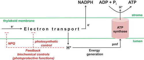 Figure 2. Chloroplast ATP synthase is a master regulator of photosynthesis. Light-driven electron transport generates NADPH and a proton gradient between the stroma and lumen. The proton gradient provides the proton motive force for energy (ATP) generation, but the lumen protons can also engage feedback biochemical controls that slow electron transport. The activity of the chloroplast ATP synthase will determine the extent to which the proton gradient is either dissipated to provide ATP for the Calvin-Benson cycle, or allowed to build up and hence engage the feedback controls on electron transport. Stromal Pi and ADP are the substrates for ATP synthase. Stromal Pi has also been hypothesized to act as an allosteric effector of ATP synthase activity (see text) and/or as a signal molecule able to influence ATP synthase protein amount (this work). NPQ, non-photochemical quenching; pmf, proton motive force.