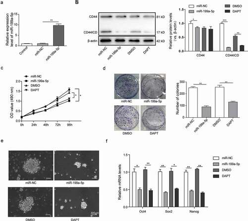 Figure 2. Overexpression of miR-199a-5p significantly suppressed the stemness of CSCCSCs. (a) QPCR analysis for overexpression efficiency of miR-199a-5p by mimic transfection in cSCCSCs. (b) Western blot analysis for CD44 and CD44ICD expression in cSCCSCs transfected with miR-199a-5p mimic and negative control (miR-NC), or cSCCSCs treated with 10 μM DAPT (a γ-secretase inhibitor which suppresses CD44 intro-cellular cleavage) and DMSO as a control. (c) CCK-8 assay for the cell growth curve analysis of cSCCSCs as described in B. (d) Colony formation experiments were performed to examine the cell proliferation ability of cSCCSCs as described in B. (e) Sphere formation experiments were performed to analyze the cell self-renewal ability of cSCCSCs as described in B (scale bar = 300μm). (f) QPCR analysis for the expression of stemness genes in cSCCSCs as described in B. * p < 0.05, ** p < 0.01, *** p < 0.001.