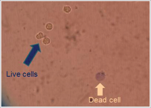 Figure 1. Copper-induced cell death. Typical morphological change in dead cells partially observed in the presence of low dose Cu2+ (100 μM) was visualized after staining with Trypan blue.