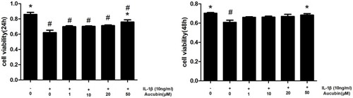 Figure 2 Aucubin attenuates cytotoxicity of IL-1β on chondrocyte viability. Chondrocytes were pretreated with various concentrations of aucubin (1, 10, 20, and 50 μM) for 2 hrs prior to IL-1β (10 ng/mL) for 24 hrs and 48 hrs time of point, and analyzed with the CCK8. Data are represented as mean ± S E M for three independent experiments. *Statistically significant difference (P < 0.05) versus the IL-1β group. #Statistically significant results (P < 0.05) versus control.