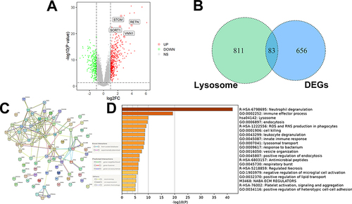 Figure 1 Screening lysosomal-related DEGs in the GSE26378 dataset. (A) A total of 7468 upregulated DEGs and 271 downregulated DEGs were identified. (B) 83 lysosomal-related DEGs were screened. (C) PPI network analysis. (D) The GSEA analysis findings indicated that these lysosome-associated DEGs were primarily associated with neutrophil deregulation, lysosomal, and immune effector processes.