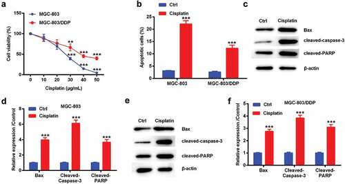 Figure 1. Cisplatin-repressed cell proliferation and accelerated cell apoptosis in MGC-803 and MGC-803/DDP cells. MGC-803 and MGC-803/DDP cells were treated by 0, 10, 20, 30, 40, 50 µg/mL of cisplatin for 48 h respectively. (a) Cell viability was tested by CCK-8 assay. ** denotes p < 0.01 and *** denotes p < 0.001 vs. the MGC-803 group. MGC-803 and MGC-803/DDP cells were treated by 30 µg/mL of cisplatin. (b) Cell apoptotic rate was measured by apoptosis assay, (c-f) the levels of Bax, cleaved-caspase-3, and cleaved-PARP protein were tested by western blot. *** denotes p < 0.001 vs. control (Ctrl) group.