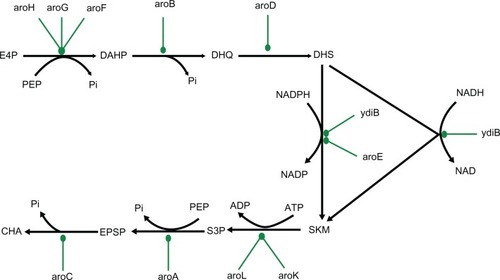 Figure 1 Network diagram of metabolic pathway of shikimic acid production in Escherichia coli.