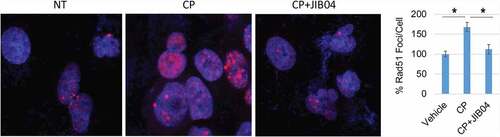 Figure 7. JIB04 reduces Rad51 Foci in CP-treated cells. 1703 CPR cells were treated with vehicle, CP, or CP plus JIB04 for 24 hrs. Cells were immunostained for Rad51. Rad51 foci were counted (100 cells/slide) and average (triplicate) % foci relative to the control are presented with SD indicated. There are significant differences between vehicle/CP and CP/CP+JIB04 conditions (P values indicated).