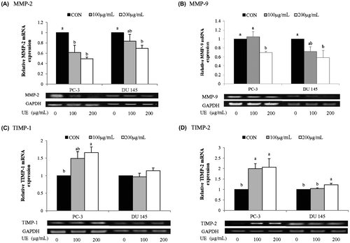 Fig. 6. Effects of RCM Extracts on MMP-2, MMP-9, TIMP-1, and TIMP-2 mRNA Expression in PC-3 and DU 145.Note: PC-3 and DU 145 were treated with UE (100 and 200 μg/mL) for 8 h. Relative levels of MMP-2 (A), MMP-9 (B), TIMP-1 (C), and TIMP-2 (D) mRNA expression were measured by RT-PCR. Values not sharing the same letter were significantly different (p < 0.05). (CON: control and UE: unripe R. coreanus Miquel ethanol extract).