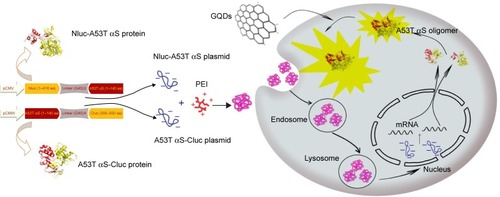 Figure 1 General scheme of the whole-cell bioluminescence biosensor for detection of oligomerization.Note: Schematic representation explains split-luciferase strategy for monitoring of A53T αS oligomerization and using of this system for screening of GQDs effect on A53T αS oligomerization.Abbreviations: αS, alpha-synuclein; PEI, polyethylenimine; GQDs, graphene quantum dots.