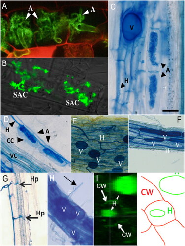 Figure 5. Multiple reports of intraradical and intracellular AMF colonization structures formed in non-AM plants. (A) confocal fluorescent images of canonical arbuscules (A, white arrowheads) formed by Funneliformis mosseae in roots of AM model plant Lotus japonicus (Carotenuto and Genre, 2020); (B) confocal fluorescent images of stunted arbuscule-like structures (SAC) formed inside root cells of Arabidopsis by AM fungus Rhizophagus irregularis (Wang et al., Citation2023). (C) light micrograph of canonical arbuscules (A) with subtending hyphae (H) and vesicle (V) formed by R. irregularis in cortical cells of AM model plant Medicago truncatula (Cosme et al., Citation2021); (D) light micrograph of arbuscule-like structures (A) with subtending hypha (H) formed by R. irregularis in cortical cells (CC) of Arabidopsis (Cosme et al., Citation2018). (E, F) light micrographs of intraradical hyphae (H) and vesicles (V) formed by R. irregularis in Brassica napus and B. campestris, respectively (Wang et al., Citation2023). (G) Hyphophodia (Hp) formed on cells of Arabidopsis roots by R. irregularis (Fernández et al., Citation2019). (H) Entry point of fungal hypha (F) via a root hair (arrow) and formation of intraradical vesicles by R. irregularis in Arabidopsis roots (Veiga et al., Citation2013). (I) Cross section reconstructed from confocal imaging and corresponding diagram showing hyphae (H) of R. irregularis inside and outside of an Arabidopsis epidermal cell (Veiga et al., Citation2013). Anatomical position and naming of intraradical structures is reported as determined by original authors; image annotations in B and D-H follow original publications, annotations in A and I have been modified.