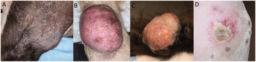 Figure 2. Thermal injury to the skin, 4–6 days post HIFU treatment. The haircoat over the tumor site was removed immediately before the treatment. (A) No evidence of thermal injury. (B) Second degree burn. (C) Third degree burn. (D) Fourth degree burn.